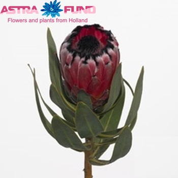 Protea neriifolia 'Black Beauty' fotografija