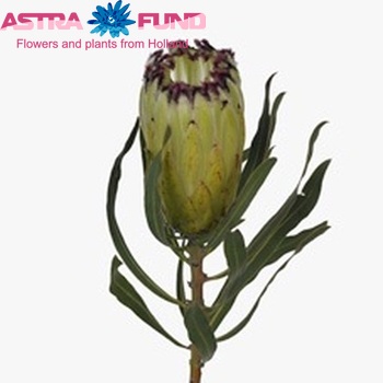 Protea neriifolia 'Limelight' fotografija