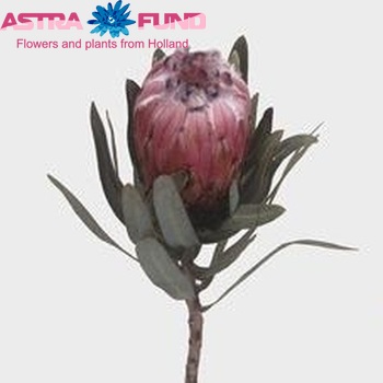 Protea neriifolia 'Pretty Belinda' fotografija