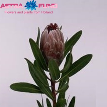 Protea 'Pink Ice' fotografija
