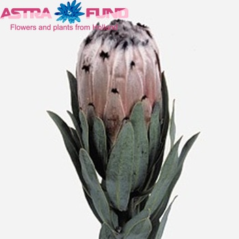 Protea 'Regal Mink' fotografija