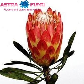 Protea repens fotografija