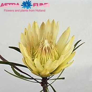 Protea repens 'White Head' fotografija
