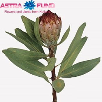 Protea 'Robijn' fotografija