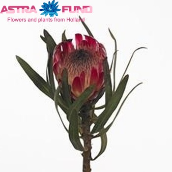 Protea roupelliae fotografija