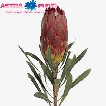 Protea 'Rubens' fotografie
