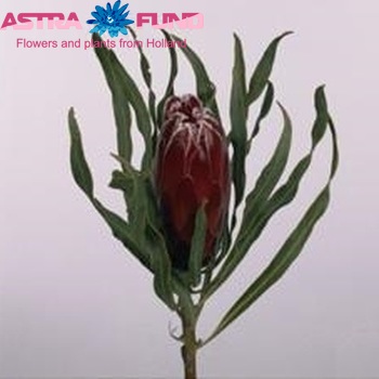 Protea 'Sheila' fotografie