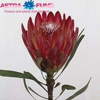 Protea 'Sugar Daddy' fotografie