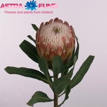 Protea 'Susara' fotografie