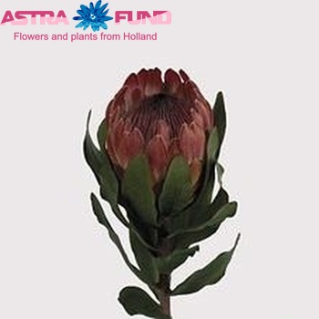 Protea 'Sylvia' fotografie
