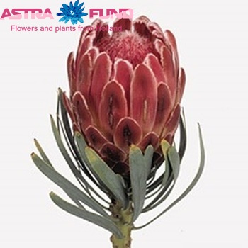 Protea 'Venus' fotografie