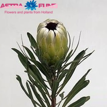Protea 'White Pride' fotografie