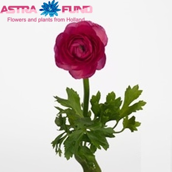 Ranunculus asiaticus 'Amandine Bonbon' photo