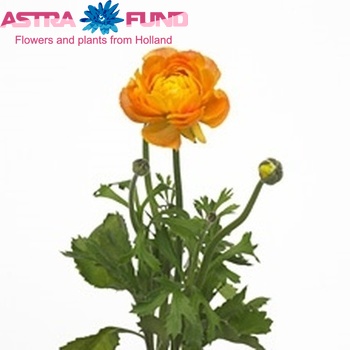 Ranunculus asiaticus 'Amandine Orange' photo