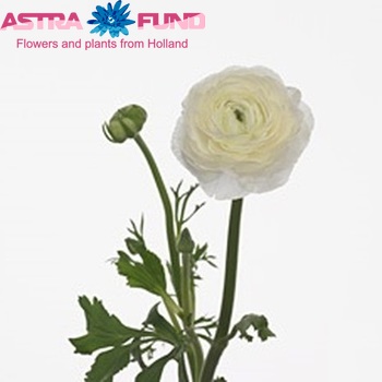 Ranunculus asiaticus 'Amandine White' photo