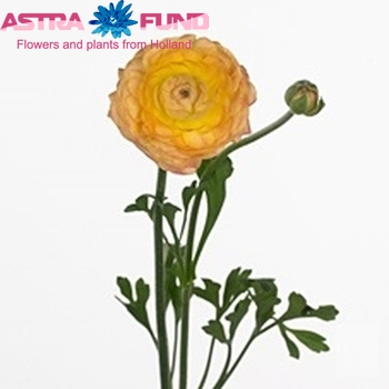 Ranunculus asiaticus 'Andrea Cappuccino' photo