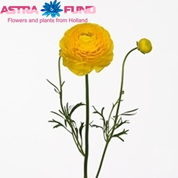 Ranunculus asiaticus Caesar Lemon photo