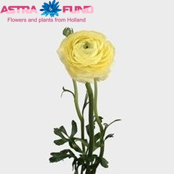 Ranunculus asiaticus 'Elegance Creme' photo