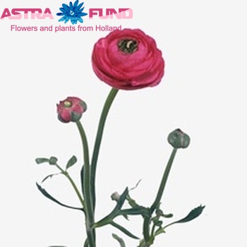 Ranunculus asiaticus 'Elegance Hot Pink' fotografija