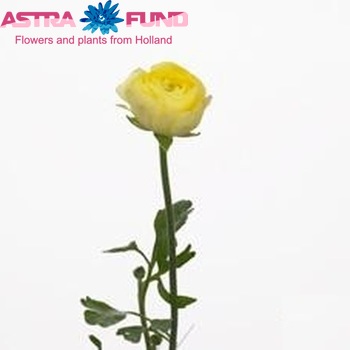 Ranunculus asiaticus 'Elegance Light Yellow' fotografija