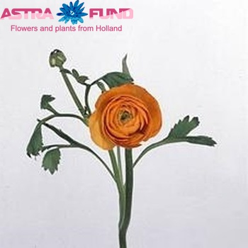 Ranunculus asiaticus 'Elegance Orange' fotografija