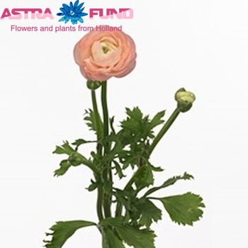 Ranunculus asiaticus 'Elegance Pastel' fotografija
