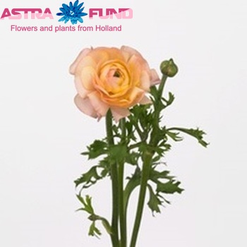 Ranunculus asiaticus 'Elegance Pastel Pink' fotografija