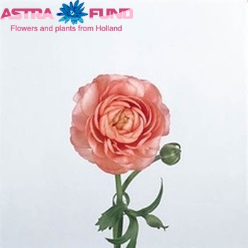Ranunculus asiaticus 'Elegance Pink' fotografija