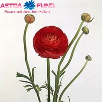 Ranunculus asiaticus 'Elegance Red' fotografija