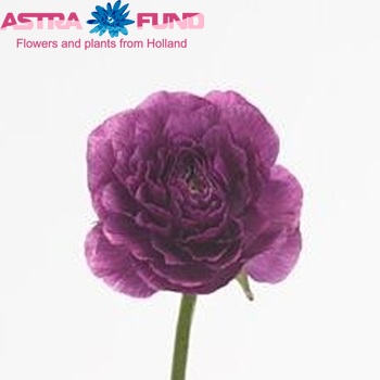 Ranunculus asiaticus 'Elegance Violet' fotografija