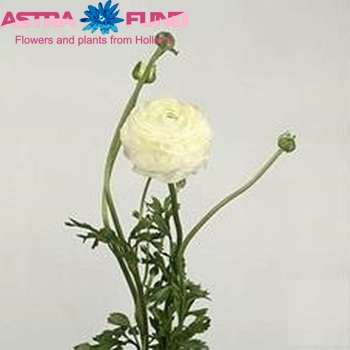Ranunculus asiaticus 'Elegance White' fotografija