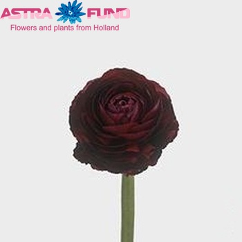 Ranunculus asiaticus 'Elegance Wine' zdjęcie