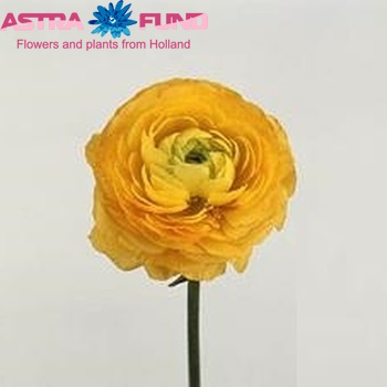 Ranunculus asiaticus 'Elegance Yellow' zdjęcie