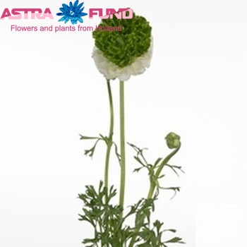 Ranunculus asiaticus 'Festival White Green' zdjęcie