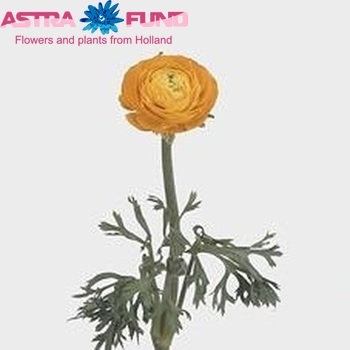 Ranunculus asiaticus Giga Gold zdjęcie