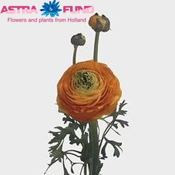 Ranunculus asiaticus Giga Orange zdjęcie