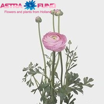 Ranunculus asiaticus Giga Pink zdjęcie