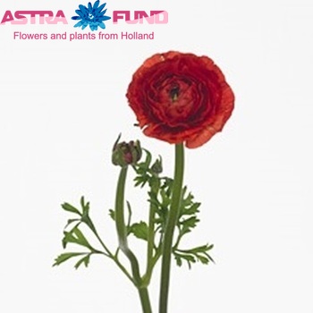 Ranunculus asiaticus Giga Red zdjęcie
