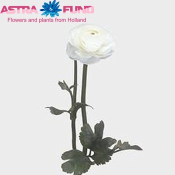 Ranunculus asiaticus Giga White zdjęcie