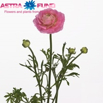 Ranunculus asiaticus Glamorous Pink zdjęcie