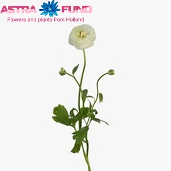 Ranunculus asiaticus Glamorous White zdjęcie