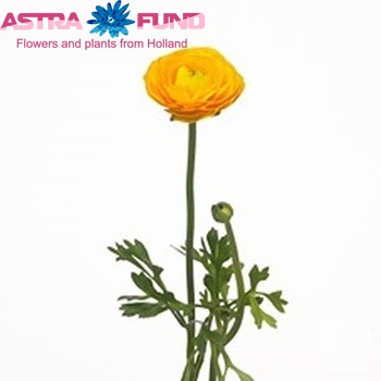 Ranunculus asiaticus La Belle Fire zdjęcie