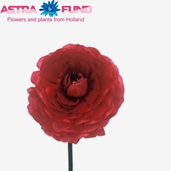 Ranunculus asiaticus La Belle Red zdjęcie