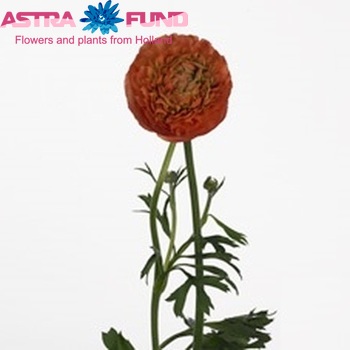 Ranunculus asiaticus 'Mistral Apricot' zdjęcie