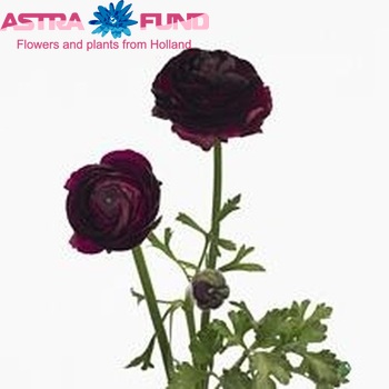Ranunculus asiaticus 'Mistral Black Jack' zdjęcie