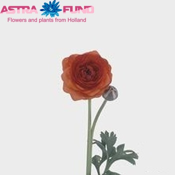 Ranunculus asiaticus 'Mistral Fire' zdjęcie