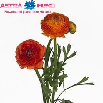 Ranunculus asiaticus 'Mistral Indie Orange' zdjęcie