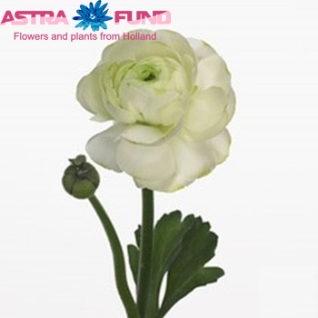 Ranunculus asiaticus 'Mistral Lime Green' zdjęcie