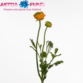 Ranunculus asiaticus 'Mistral Orange' zdjęcie