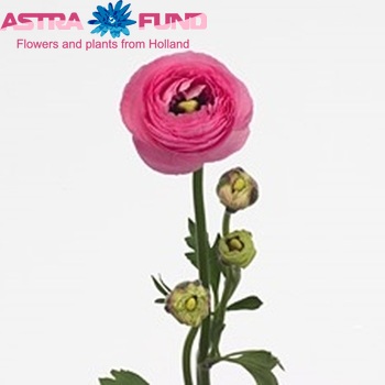 Ranunculus asiaticus 'Mistral Pink' zdjęcie